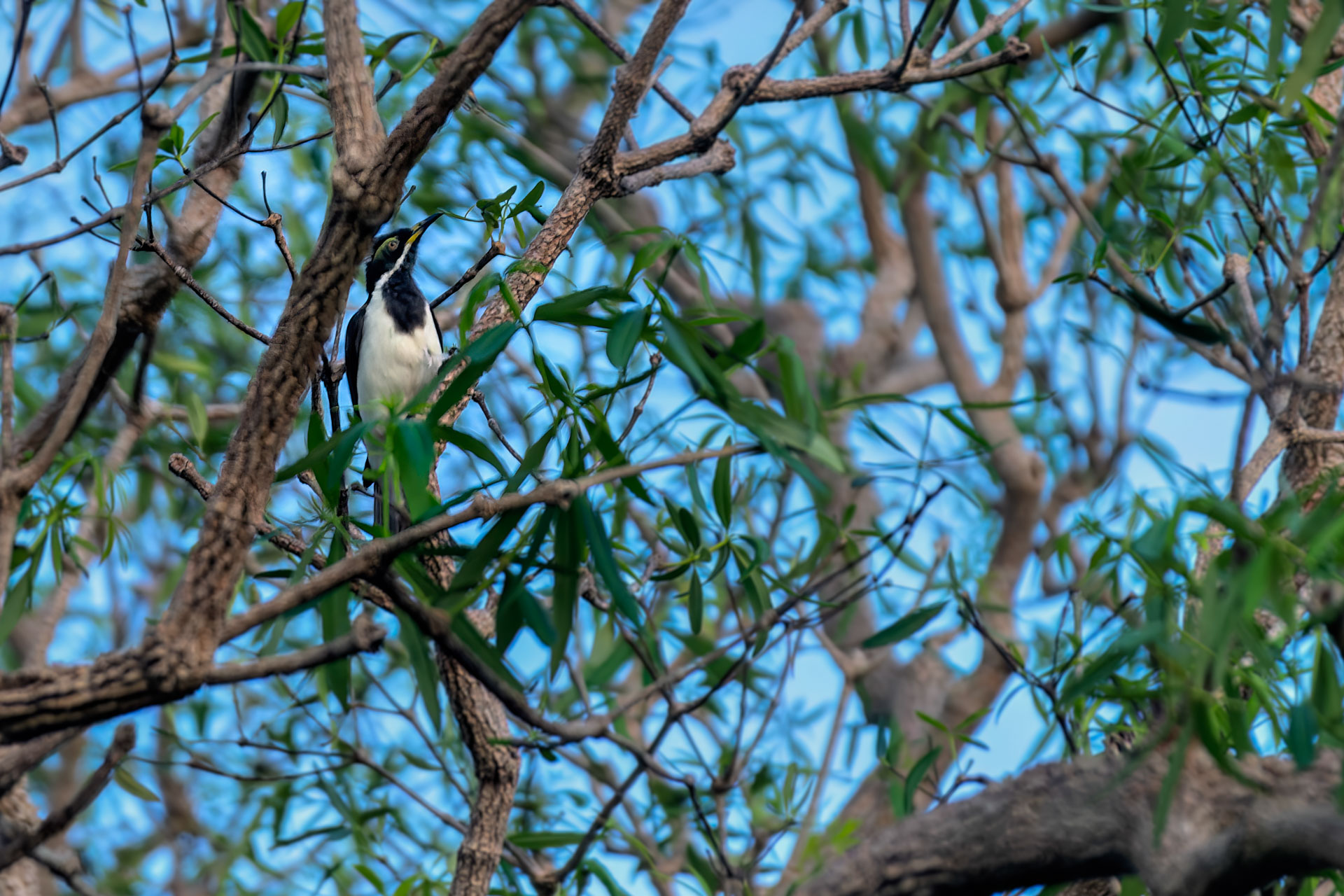Kakadu National Park - Gubara Pools Walk - Weißschwingen-Honigfresser